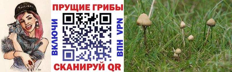 Галлюциногенные грибы Psilocybe  Строитель 